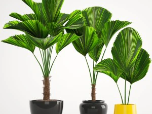 palma licuala Modello 3D