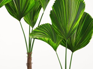 licuala palm 3D 模型