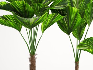 licuala palm 3D 模型