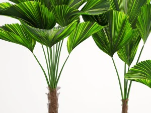 licuala palm 3D Model