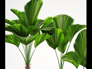 licuala palm 3D 模型