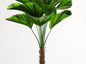 licuala palm 3D 模型