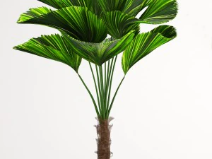 licuala palm 3D Model