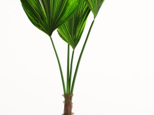 licuala palm 3D 模型
