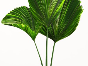 licuala palm 3D 模型