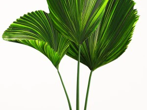 licuala palm 3D Model