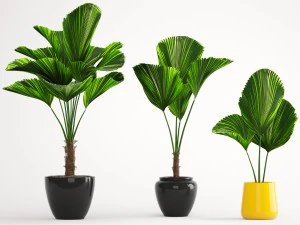 licuala palm 3D Model