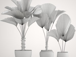 licuala palm 3D 模型