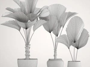licuala palm 3D Model