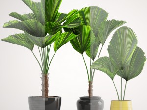 licuala palm 3D 模型