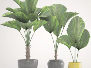 licuala palm 3D Model
