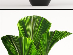 licuala palm 3D 模型
