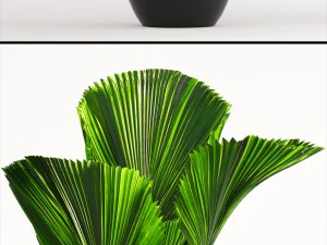 licuala palm 3D Model