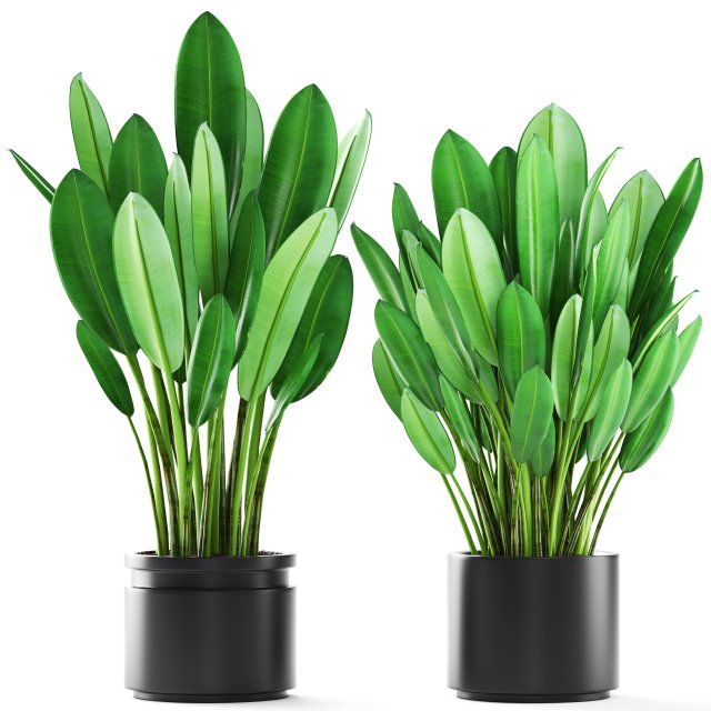 tropical plant shrubs 3D Model .c4d .max .obj .3ds .fbx .stl .blend 