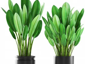 arbustos de plantas tropicais Modelo 3D