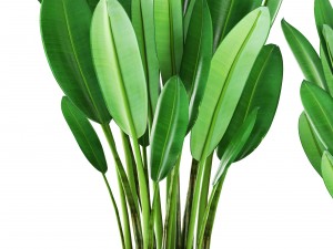 tropical plant shrubs 3D Model