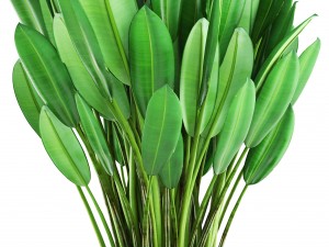 tropical plant shrubs 3D Model