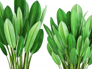 tropical plant shrubs 3D Model