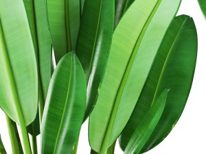 tropical plant shrubs 3D Model