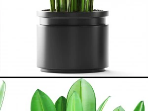 tropical plant shrubs 3D Model