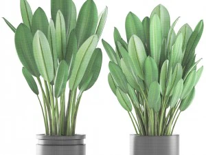 tropical plant shrubs 3D Model