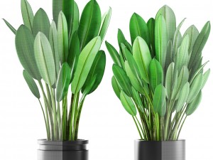 tropical plant shrubs 3D Model