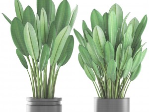 tropical plant shrubs 3D Model
