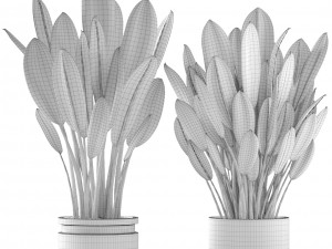 tropical plant shrubs 3D Model