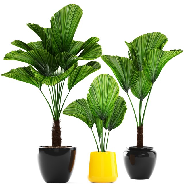 licuala palm 3D 模型 .c4d .max .obj .3ds .fbx .stl .blend 
