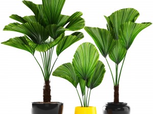 licuala palm 3D Модель