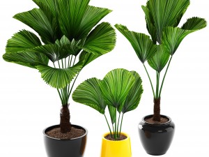 licuala palm 3D 模型