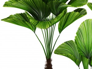 licuala palm 3D 模型