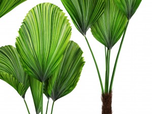 licuala palm 3D 模型