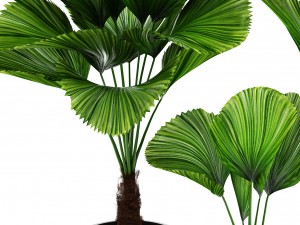 licuala palm 3D 模型
