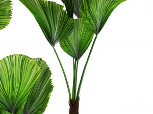 licuala palm 3D 模型