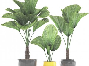 licuala palm 3D 模型