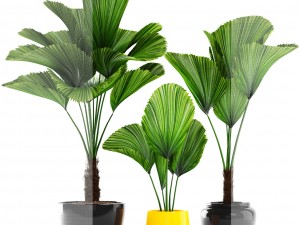 licuala palm 3D 模型