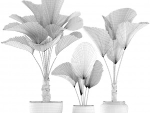 licuala palm 3D 模型