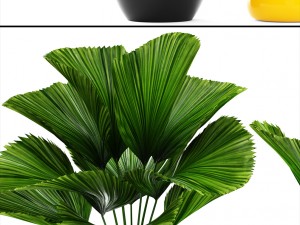 licuala palm 3D 模型