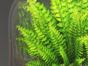 florarium Model 3D