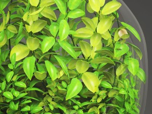 florarium Model 3D
