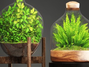 florarium Model 3D