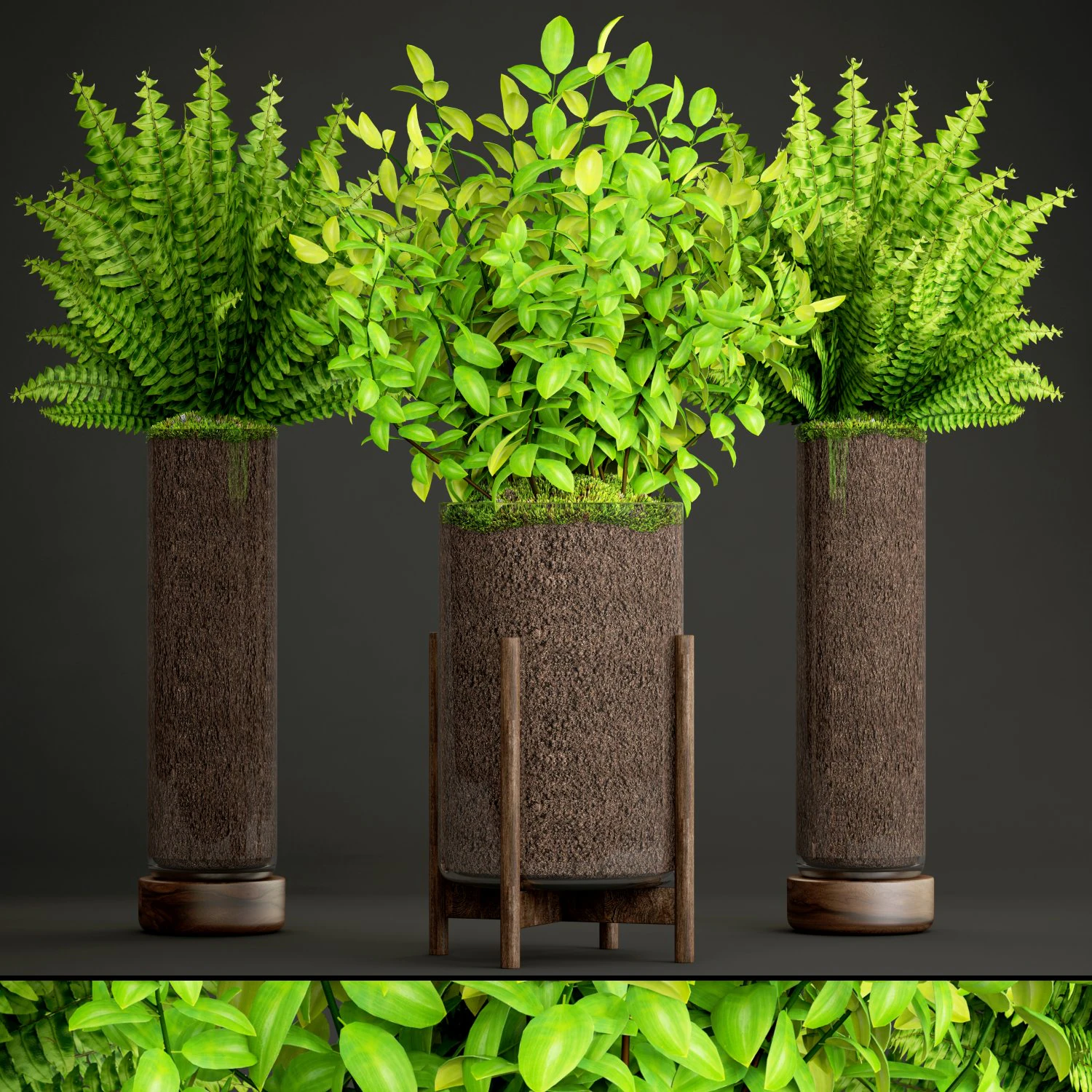 potted plants fern 3D Model .c4d .max .obj .3ds .fbx .stl .blend
