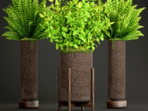 potted plants fern 3D मॉडल