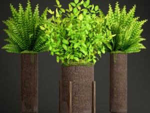 potted plants fern Modello 3D