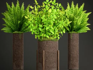 potted plants fern 3D Model