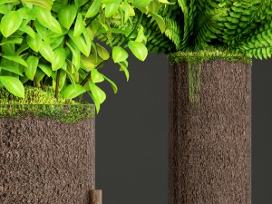 potted plants fern Modello 3D