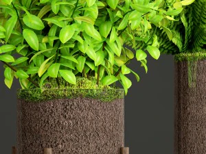 potted plants fern 3D Model