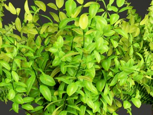 potted plants fern Modello 3D