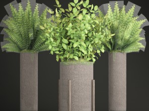 potted plants fern Modello 3D